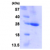 Bcl-2, 1-211 aa human, His-tagged, recombinant, E.coli: 15% SDS-PAGE (3 µg)
