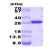 GFP, 1-238 aa Aequorea victoria, Recombinant, E.coli: 15% SDS-PAGE (3 µg)
