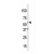 Western blot analysis of anti-APPBP1 (C-term) (AP13993PU-N) in mouse brain tissue lysates (35 µg/lane). APPBP1(arrow) was detected using the purified Pab (1:60 dilution).