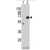 Western blot analysis of APP-BP1 (arrow) using rabbit polyclonal APP-BP1 Antibody (N-term) (AP13995PU-N). 293 cell lysates (2 µg/lane) either nontransfected (Lane 1) or transiently transfected with the APP-BP1 gene (Lane 2) (Origene Technologies).
