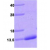 S100A4, 1-101 aa human, His-tagged, recombinant: 15% SDS-PAGE (3 µg)