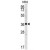Western blot analysis of Kallikrein 2 (KLK2) Antibody (C-term) in K562 cell line lysates (35ug/lane). KLK2 (arrow) was detected using the purified Pab.