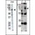 (left)Western blot analysis of anti-MMP9 Pab in mouse liver tissue lysate (35ug/lane). MMP9(arrow) was detected using the purified Pab. (Right)Western blot analysis of MMP9 (arrow) using rabbit polyclonal MMP9 Antibody. 293 cell lysates (2 ug/lane) either nontransfected (Lane 1) or transiently transfected with the MMP9 gene (Lane 2)