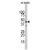Western blot analysis of ACTB/ACTC Antibody (N-term) in mouse testis tissue lysates (35 µg/lane). Target protein (arrow) was detected using the purified Pab (1:60 dilution).