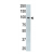 The anti-mTLR5 Pab (AP11534PU-N) is used in Western blot to detect TLR5 in HL60 cell lysate