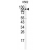 Western blot analysis of STAT2 Antibody (C-term) (AP11564PU-N) in K562 cell line lysates (35 µg/lane). STAT2 (arrow) was detected using the purified Pab.