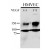 Anti-Phospho-KDR/FLK1-Y996 Pab (Cat.#AP12614PU-N) is used in Western blot to detect Phospho-KDR/FLK1-Y996 in HMVEC cell line lysate. Endothelial cells were stimulated with 50ug/ml VEGF for 5min; 20ug lysate from HMVEC was loaded onto an 8% gel; for Western blot, membranes were incubated O/N with Phospho-KDR/FLK1-Y996 Antibody (Cat#AP12614PU-N)diluted to 1:500 in 1% Milk/TBST. Data and Protocol kindly provided by Dr. Weis from Cheresh Lab, UCSD.
