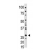 The anti-KChIP1 N-term (AP11606PU-N) is used in Western blot to detect KChIP1 in mouse heart tissue lysate.
