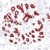 Paraffin sections of human normal breast tissue stained with anti-Bax antibody