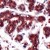 Human breast stained with DJ-1 antibody