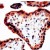 Human placenta stained with Anti-Bim antibody