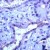 Human placenta stained with Anti-MMP-23 antibody