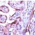 Human placenta stained with Anti-Caspase 1 antibody
