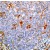 Human tonsil stained with Anti-ACT antibody (AP15343PU)