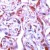 Human placenta stained with Anti-MMP-1 antibody