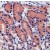 Human stomach stained with Anti-Caspase-8 antibody (Cat# AP15396PU).