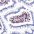 AP15408PU CCR7 antibody staining of Human Small Intestine.