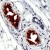 Human skin stained with Anti-keratin 18 antibody