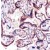 AP15782PU SOCS6 antibody staining of Human Placenta.