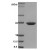 HSP27: 15% SDS-PAGE (3 µg)