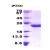 Recombinant human Interleukin 6, 30-212 aa, His-tagged: 15% SDS-PAGE (3 µg)