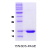 Alpha-Synuclein / SNCA