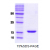 Alpha-Synuclein / SNCA