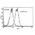 Immunofluorescent Staining. Murine FL5 cells (FL5-NEO) and FL5 cells transfected with Bcl-xL expression plasmid (FL5-BCL-XL) were fixed with buffered paraformaldehyde and then permeabilized with Saponin. The cells were incubated with Mouse anti-Human Bcl-xL followed by PE-conjugated Goat anti-Mouse IgG, and then were analyzed by Flow Cytometry. Amount Used: 2 µg/10e6 cells.