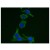 Immunohistochemical Staining. Frozen sections of the HCC38 pancreatic carcinoma cell line were incubated with purified SB39g anti-keratin monoclonal antibody. After washing, a 10μg/mL dilution of Goat anti-Mouse Ig-FITC was used for Immunofluorescence staining. Positive cells were viewed by Fluorescence Microscopy. Dilution: 10 µg/ml
