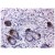 Immunohistochemistry (Paraffin-Embedded Sections): Human colon tissue stained with AM08200PU-N at 5 µg/ml.