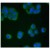 Immunocytochemistry / Immunofluorescence: Human pancreatic carcinoma cells fixed with methanol and stained with AM08201PU-N at 5 µg/ml. 
