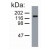 Figure 1. Western blotting analysis of neurofilament medium protein in porcine brain lysate (reducing conditions) by mouse monoclonal NF-09.