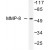 Figure 1. Western blot(WB) analysis of MMP-8 antibody in extracts from NIH/3T3 cells.