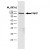 HeLa Nuclear Extract probed with Mouse anti PARP antibody. 
