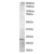 Figure 1. HIP2 Antibody staining (AP16095PU-N at 1.5 µg/ml) of Jurkat lysate (RIPA buffer, 35µg total protein per lane). Primary incubated for 1 hour. Detected by western blot using chemiluminescence.