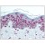 Immunohistochemistry: AP08415PU-N Lamin A antibody staining of Formalin-Fixed Paraffin-Embedded Human Skin.