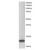 AP16115PU-N staining (1µg/ml) of Jurkat lysate (RIPA buffer, 30µg total protein per lane). Primary incubated for 1 hour. Detected by western blot using chemiluminescence.
