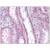 Human Kidney: Formalin-Fixed Paraffin-Embedded (FFPE)