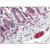 Formalin-Fixed Paraffin-Embedded Human Small intestine stained with TLR7 Antibody Cat.-No AP08542PU-N at 5 µg/ml after heat-induced antigen retrieval.