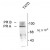 Figure 1. Western blot of whole cell T47D lysate prepared from cells that had been inubated in the presence of the synthetic progestin agonist R5020 (500 nM) showing specific immunolabeling of the ~90k PR-A isoform and the ~120 PR-B isoform of the progesterone receptor phosphorylated at Ser190. The immunolabeling is specifically blocked by the phosphopeptide used as the antigen (not shown).