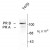 Figure 1. Western blot of whole cell T47D lysate prepared from cells that had been incubated in the presence of the synthetic progestin agonist R5020 (500 nM) showing specific immunolabeling of the ~90k PR-A isoform and the ~120 PR-B isoform of the progesterone receptor phosphorylated at Ser294. The immunolabeling is blocked by the phosphopeptide used as the antigen (not shown).