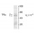 Figure 1. Western blot of hippocampal lysate showing specific immunolabeling of the ~50k THR-α1 and the ~58k THR-α2 protein.