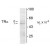 Figure 1. Western blot of hippocampal lysate showing specific immunolabeling of the ~50k THR-α1 and the ~58k THR-α2 protein.
