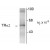 Figure 1. Western blot of hippocampal lysate showing specific immunolabeling of the ~58k THR-α2 protein.