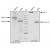 CD309 / VEGFR-2 / Flk-1