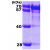 Recombinant human HSPA8/HSC70 (1-646 aa), His-tagged: 15% SDS-PAGE (3 µg)