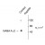 Figure 1. Western blot of rat cortex showing specific immunolabeling of the ~45k GABAA Gamma-2 protein phosphorylated at Ser327 (Control). Immunolabeling is blocked by the phospho-peptide (peptide) used as antigen but not by the corresponding dephosphopeptide (not shown).