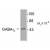 Figure 1. Western blot of 10 µg of rat hippocampal lysate showing immunolabeling of the ~46k Gamma-2 subunit of the GABAA-R.