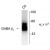 Figure 1. Western blot of 7 µg of rat cerebellum (Cb) showing specific immunolabeling of the ~55k Beta-2 subunit of the GABAA-R.