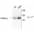Figure 1. Western blot of rat cerebellar (Cb) and Hippocampal (Hipp) lysates showing specific immunolabeling of the ~55k Beta-1 subunit of the GABAA-R.